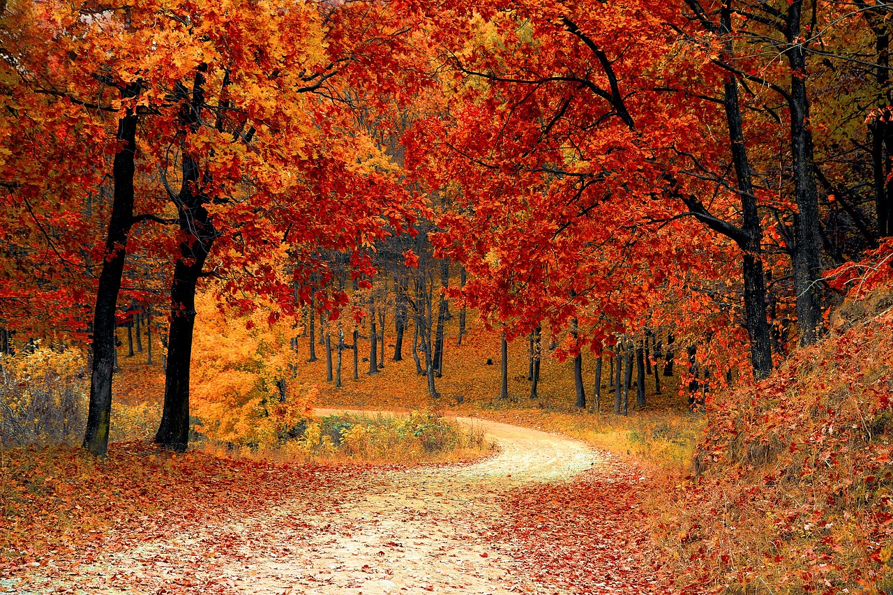 image automne